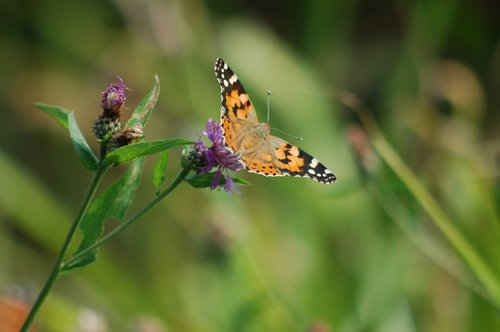 ali  take flight  butterfly