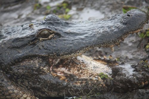 bayou louisiana aligator