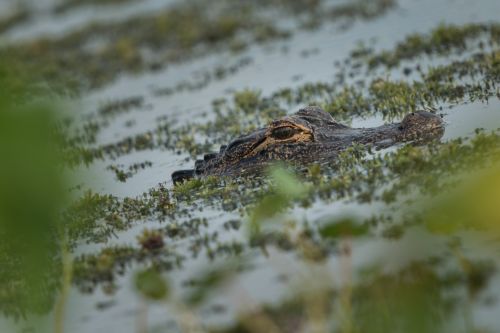 Alligator