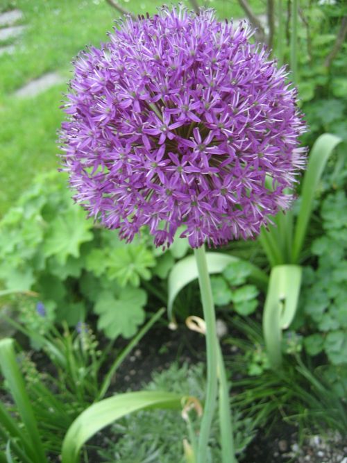 alium onion plant purple