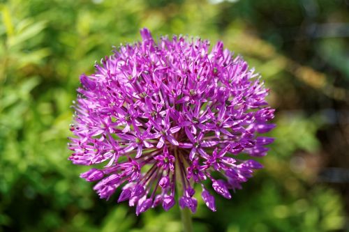 alium leek violet