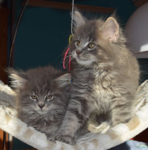 persian cat grey fur