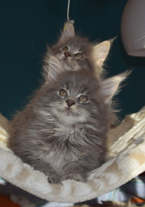 cat grey fur pets