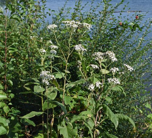 all boneset flower wildflower