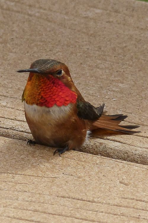 allens hummingbird hummingbird colibri
