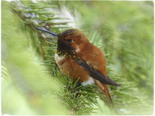 allens hummingbird hummingbird colibri