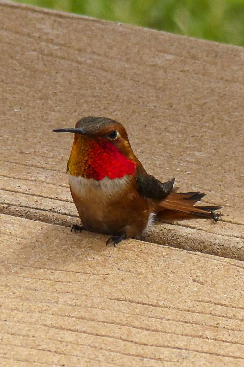 allens hummingbird hummingbird colibri