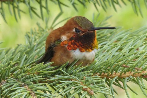 allens hummingbird hummingbird colibri