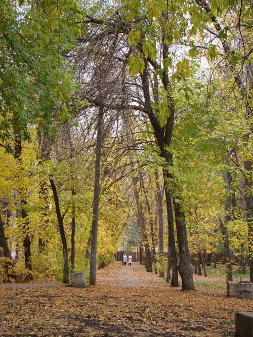 alley trees city