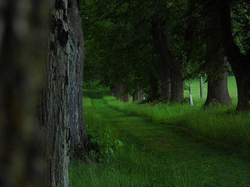 alley  lime  nature