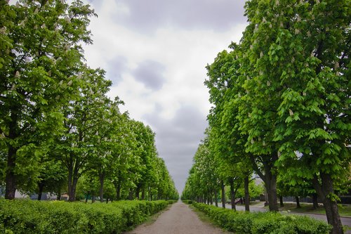 alley  chestnut  trees