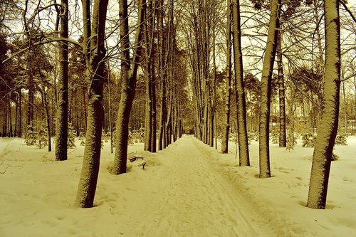 alley  park  trees