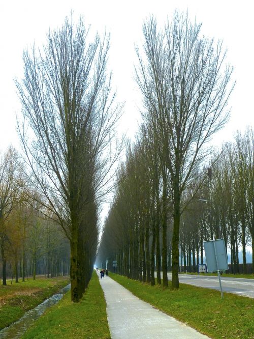 alley tree lined trees