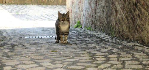 alley cat rome stray cat