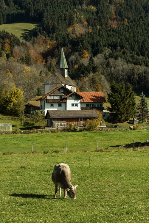 allgäu village cow