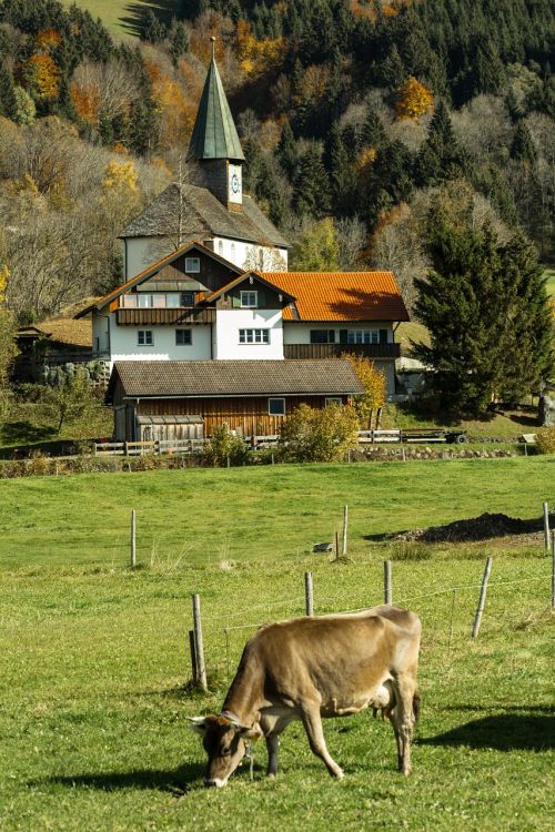 allgäu village cow