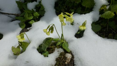 allgäu snow in may cowslip