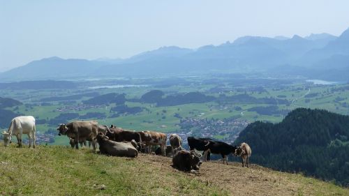 allgäu sun cows