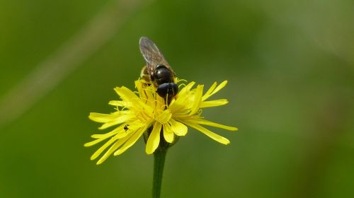 allgäu alpine flower forest hawkweed