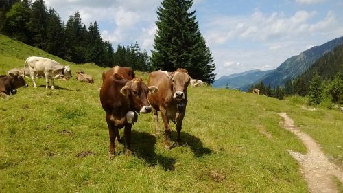 allgäu cow cows