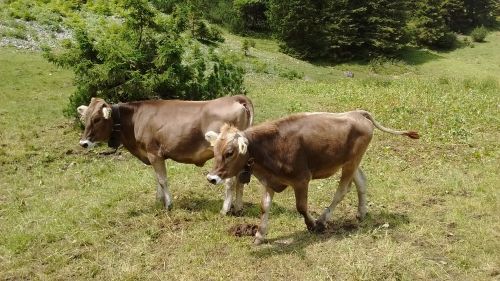 allgäu cow cows