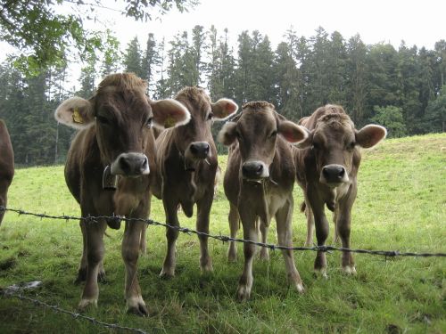 allgäu cows pasture