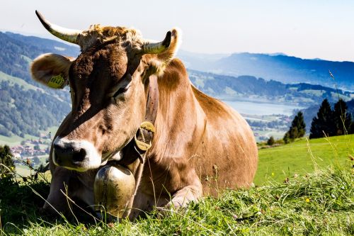 allgäu cow pasture
