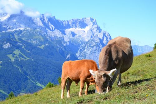 allgäu cows cow