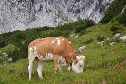 allgäu cow allgäu brown