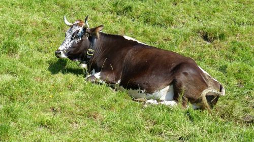 allgäu cow ruminant
