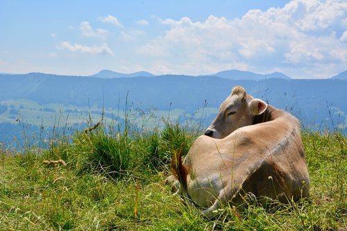 allgäu  mountains  cow
