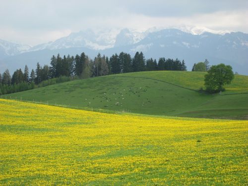 allgäu spring lowenzahnwiese