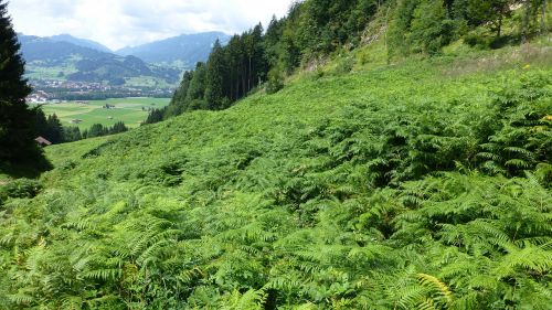 allgäu castle hill meadow