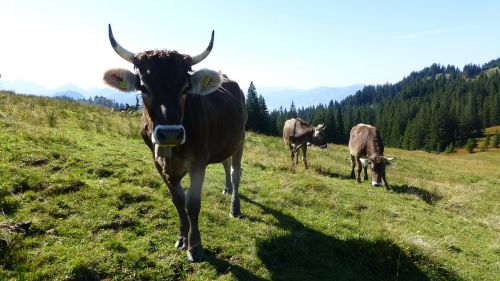 allgäu cattle cow