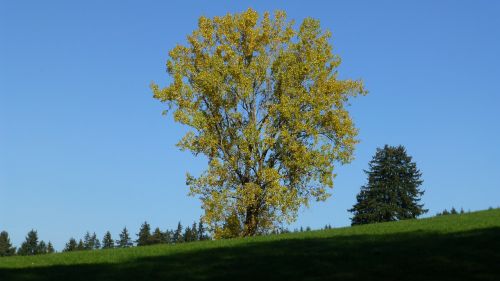 allgäu autumn leaves