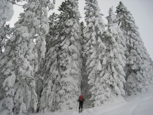 allgäu backcountry skiiing forest
