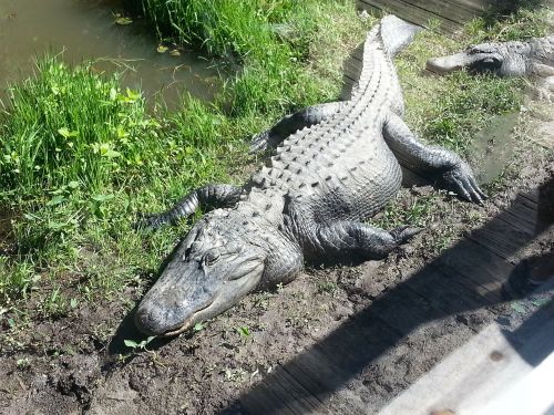alligator reptile wildlife