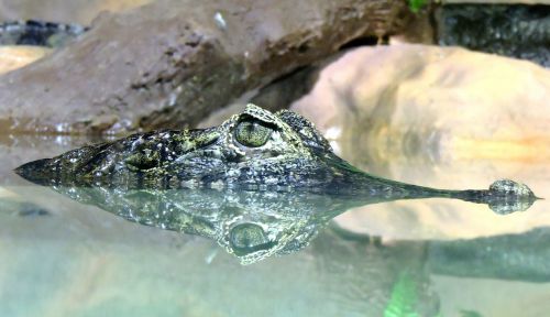 alligator river reptile