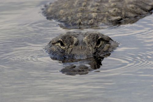 alligator head eye