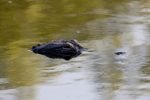 alligator head eye