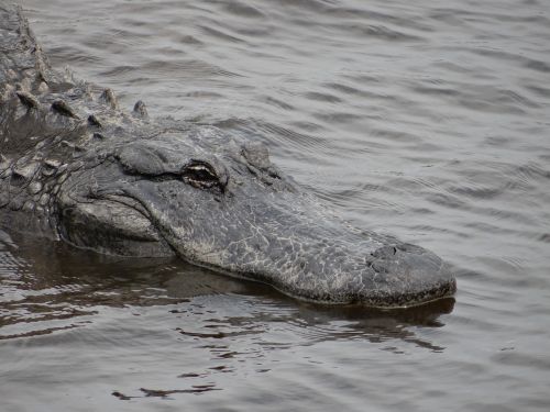 alligator gator wildlife