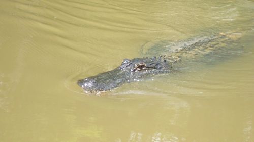 alligator swamp reptile