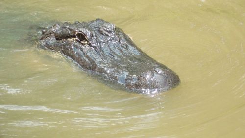 alligator swamp reptile