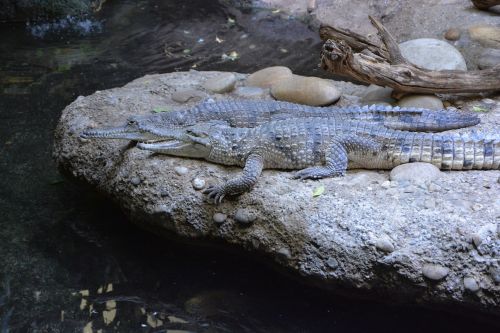 alligator crocodile disguised