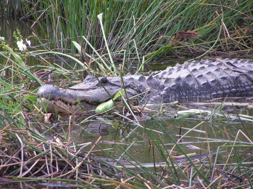 alligator gator florida