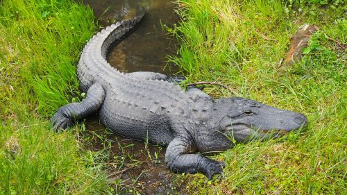 alligator zoo wildlife
