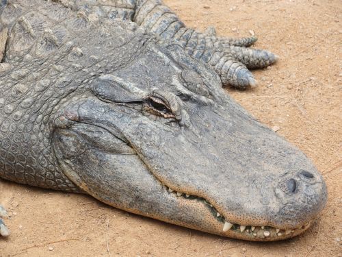 alligator sand the teeth of the