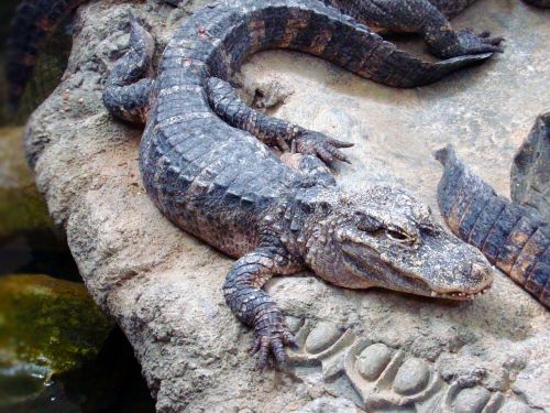 alligator animal reptile