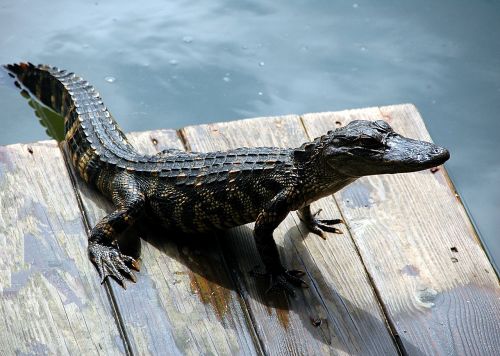 alligator reptile american