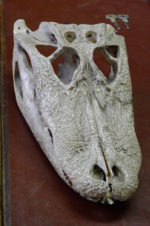 alligator skull cranium